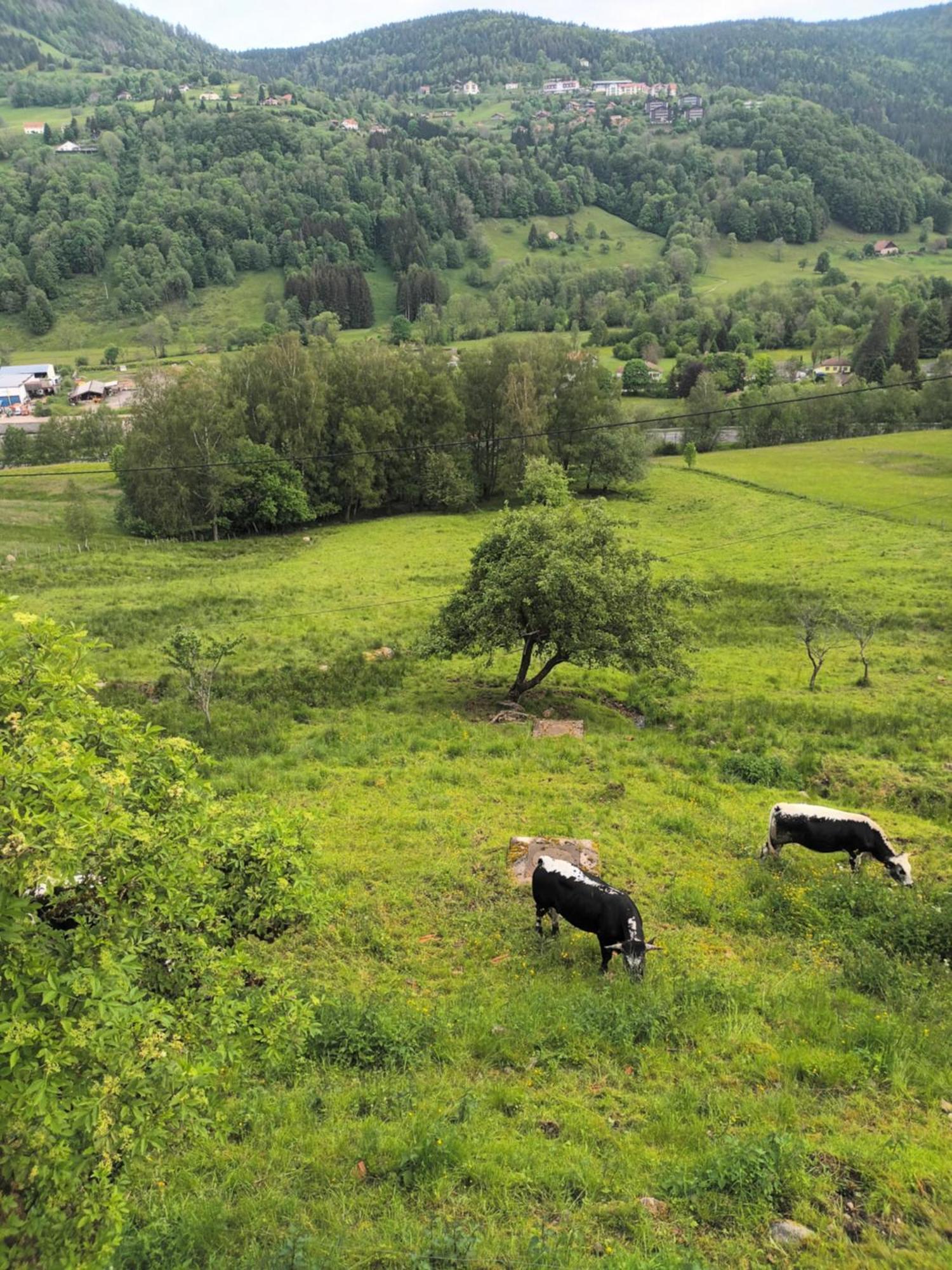 Gite Bussang Bagian luar foto